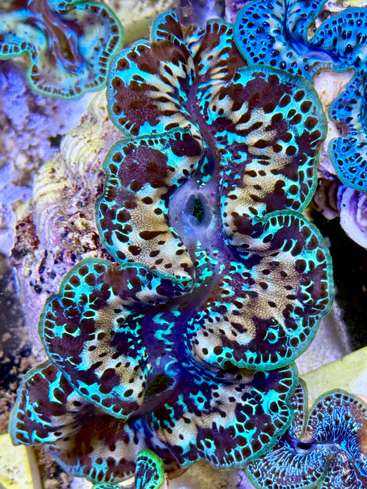 Cultured Maxima Clam 2.5” to 3.5” she is being perfect and gorgeous clam