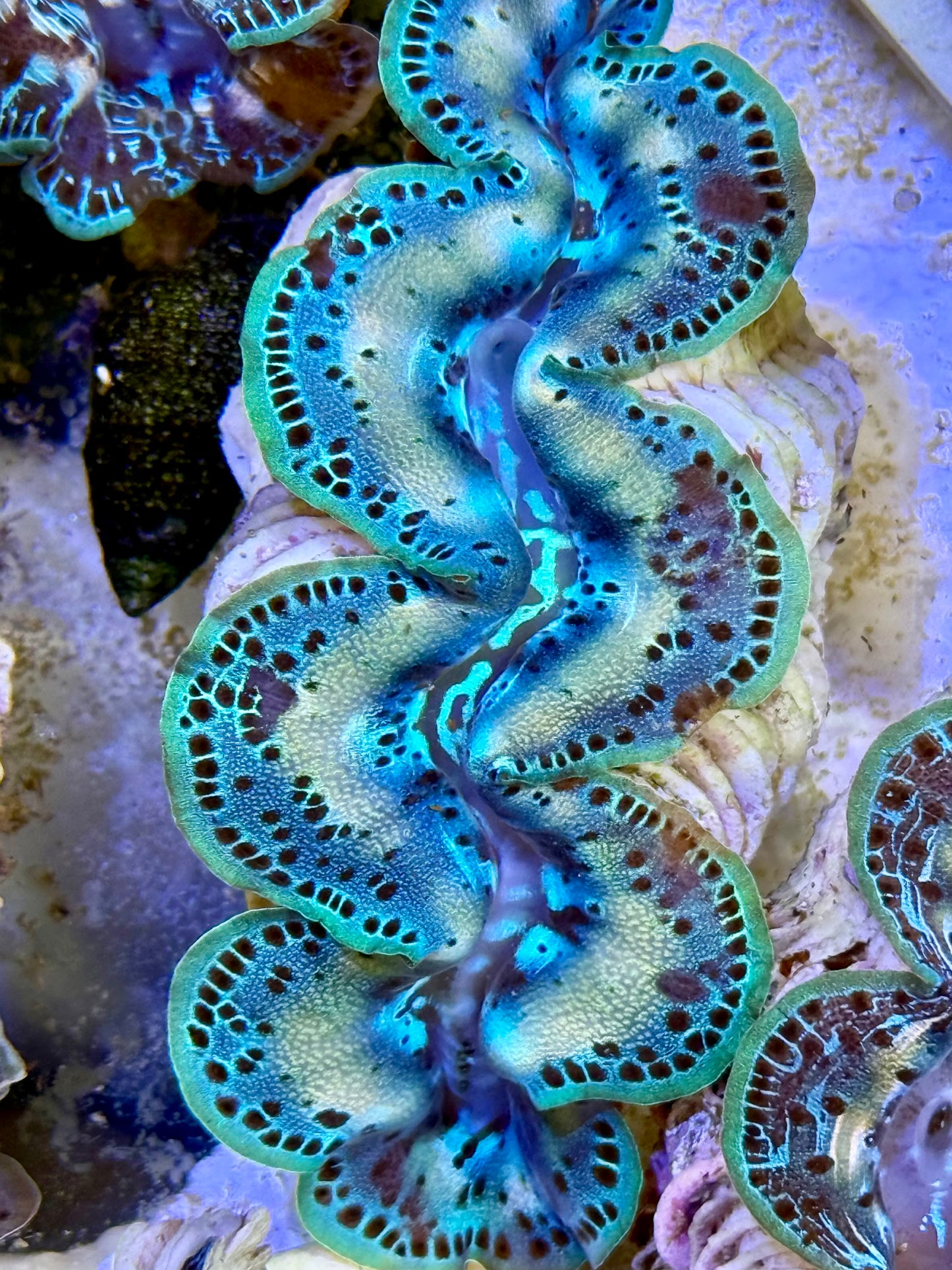 Cultured Maxima Clam 2.5” to 3.5” happy Sunday on the ocean Clam