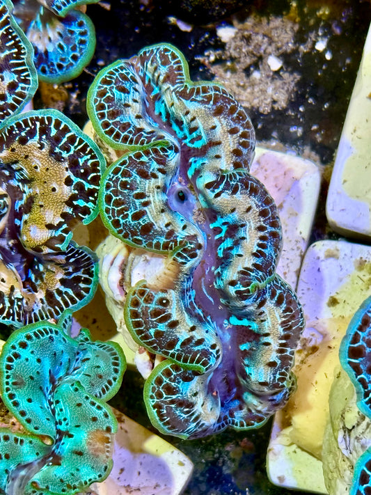 Cultured Maxima Clam 2.5” to 3.5”