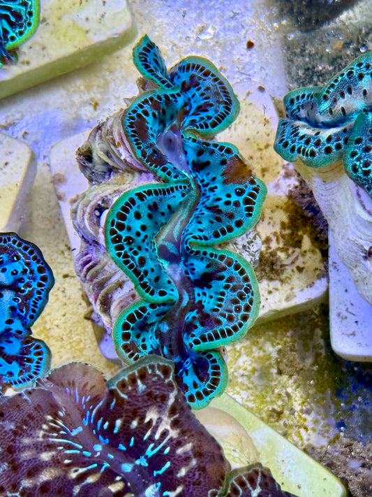 Cultured Maxima Clam 2.5” to 3.5” not too shabby clam
