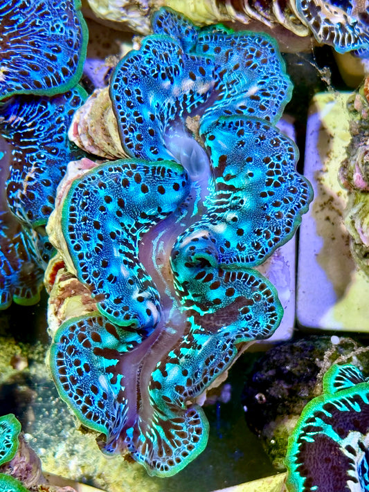 Cultured Maxima Clam 2.5” to 3.5”  oh wow, can I keep it CLAM?