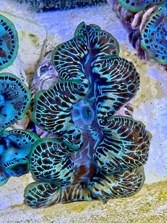 Cultured Maxima Clam 2.5” to 3.5” wow clam
