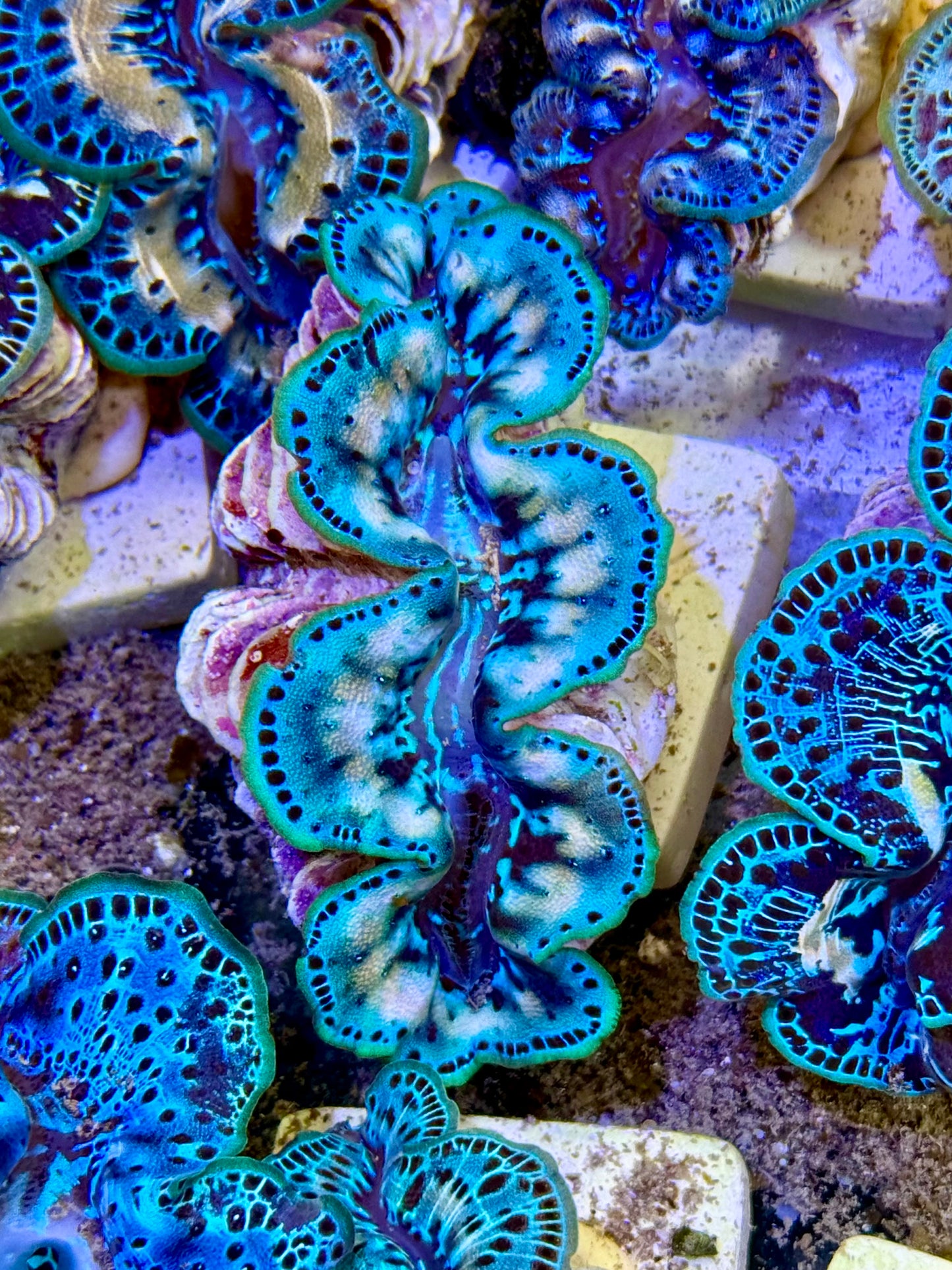 Cultured Maxima Clam 2.5” to 3.5” it must be Christmas because I want my Clam now clam