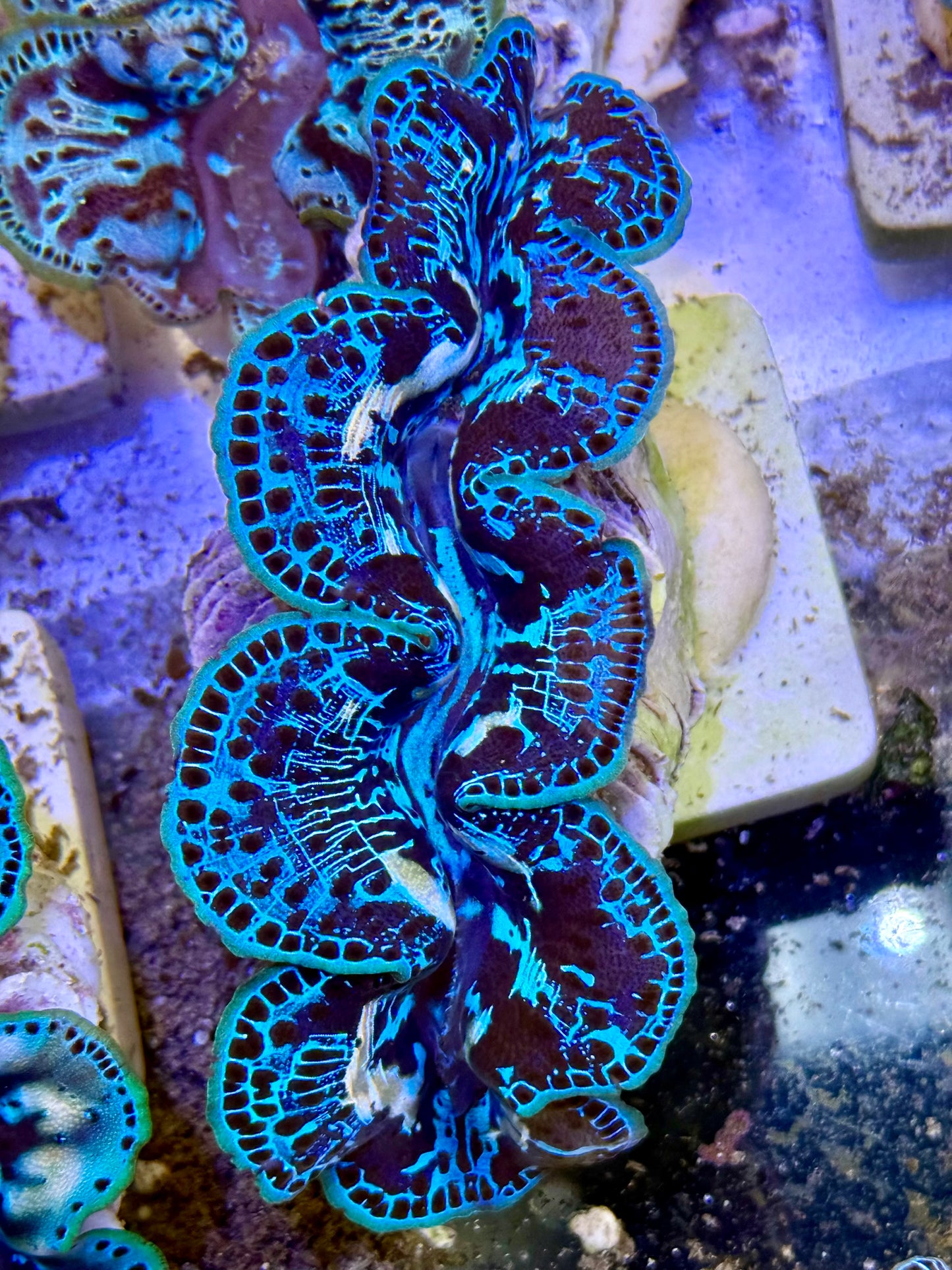Cultured Maxima Clam 2.5” to 3.5” I think I know you, CLAM