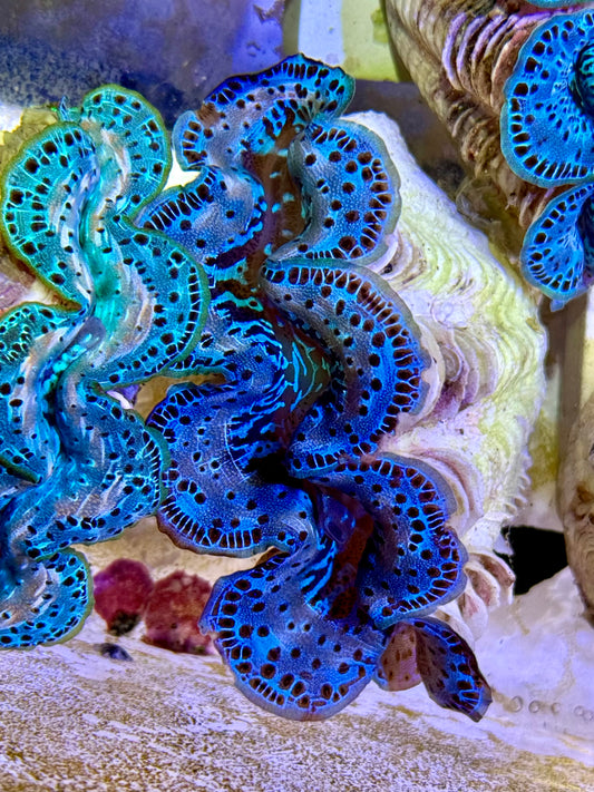 Cultured Maxima Clam 2.5” to 3.5” I am blue clam