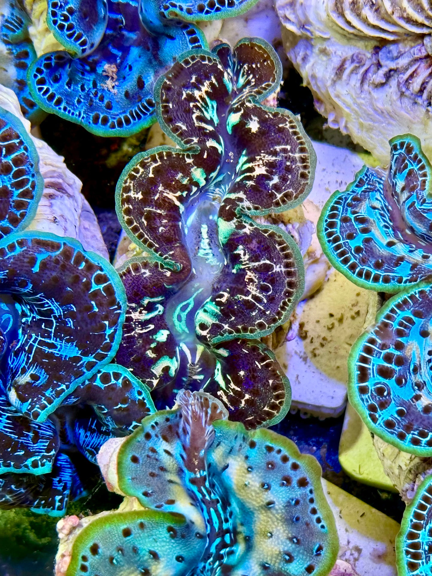 Cultured Maxima Clam 2.5” to 3.5” Black sheep, Clam