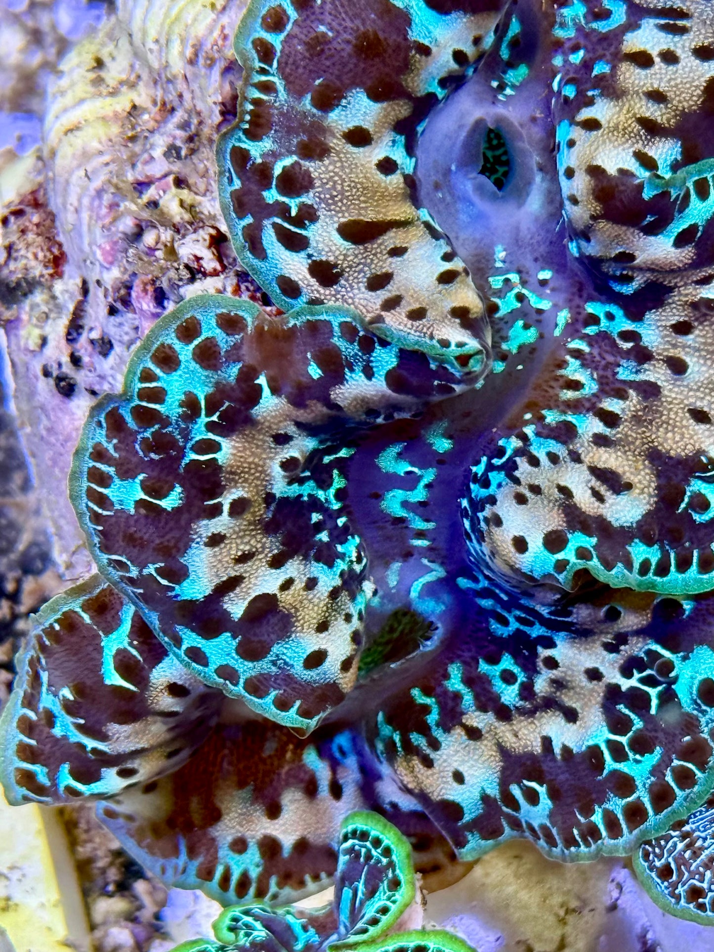 Cultured Maxima Clam 2.5” to 3.5” she is being perfect and gorgeous clam