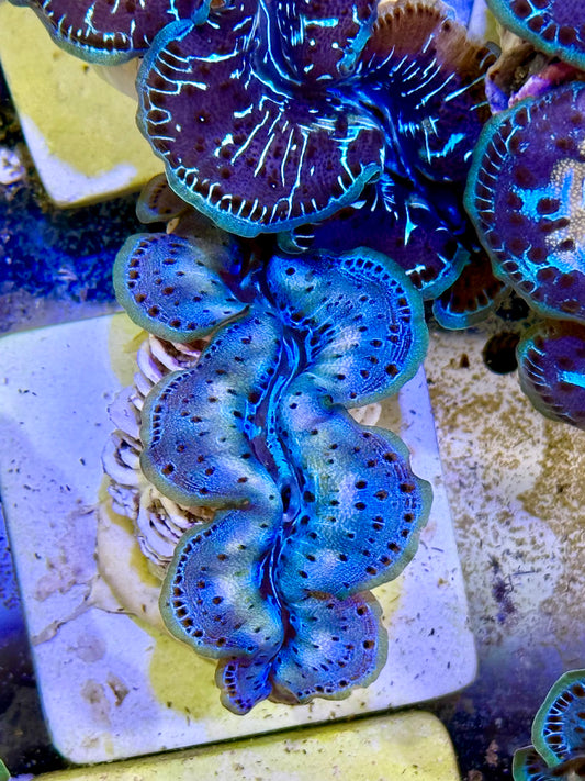 Cultured Maxima Clam 2.5” to 3.5” come home with me, Clam