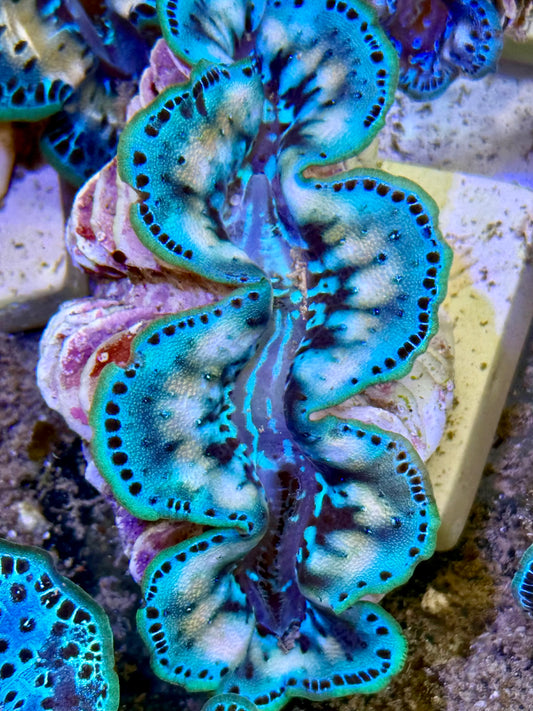 Cultured Maxima Clam 2.5” to 3.5” it must be Christmas because I want my Clam now clam