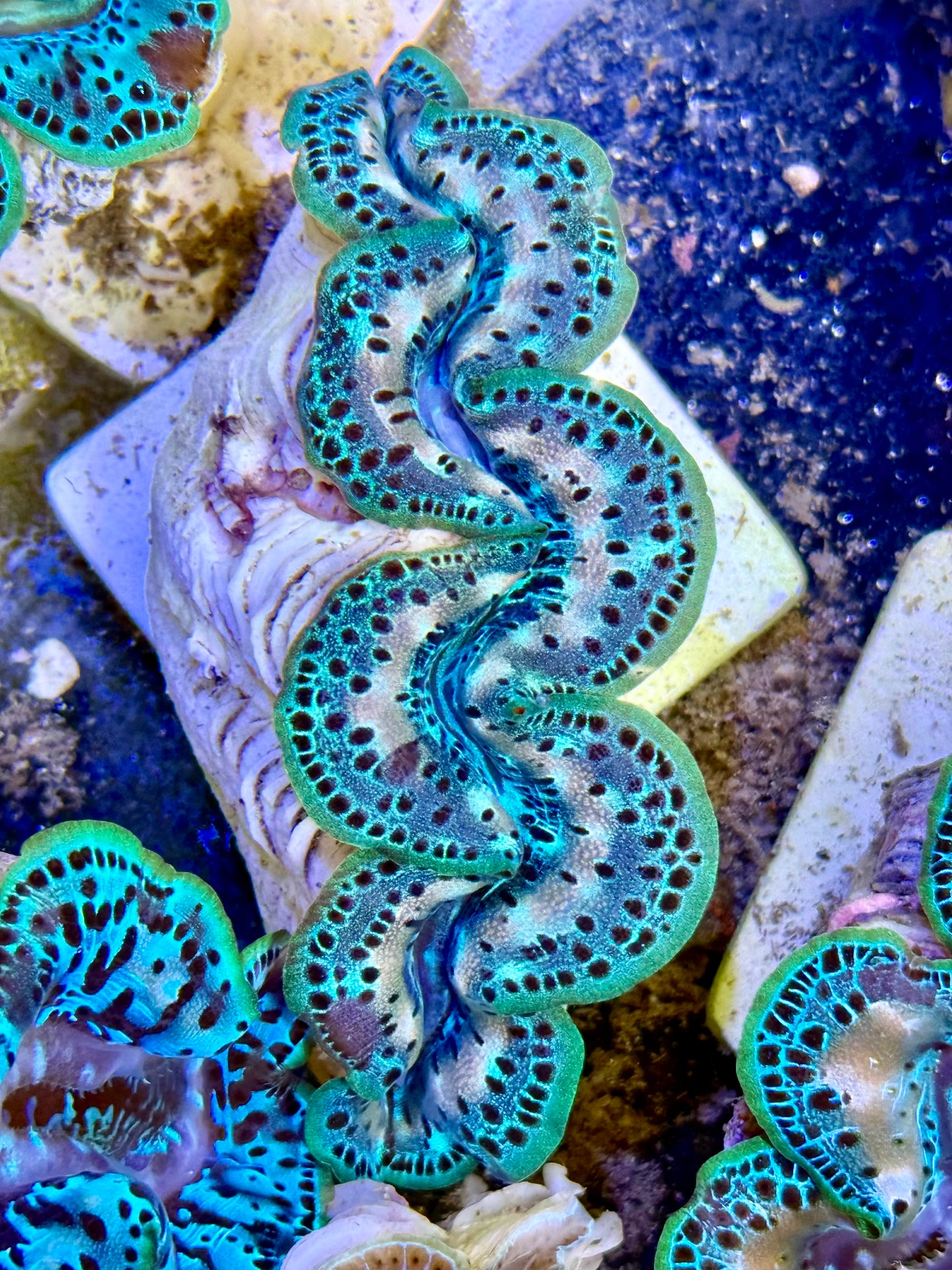 Cultured Maxima Clam 2.5” to 3.5” almost the super stunner clam