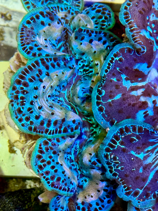 Cultured Maxima Clam 2.5” to 3.5”