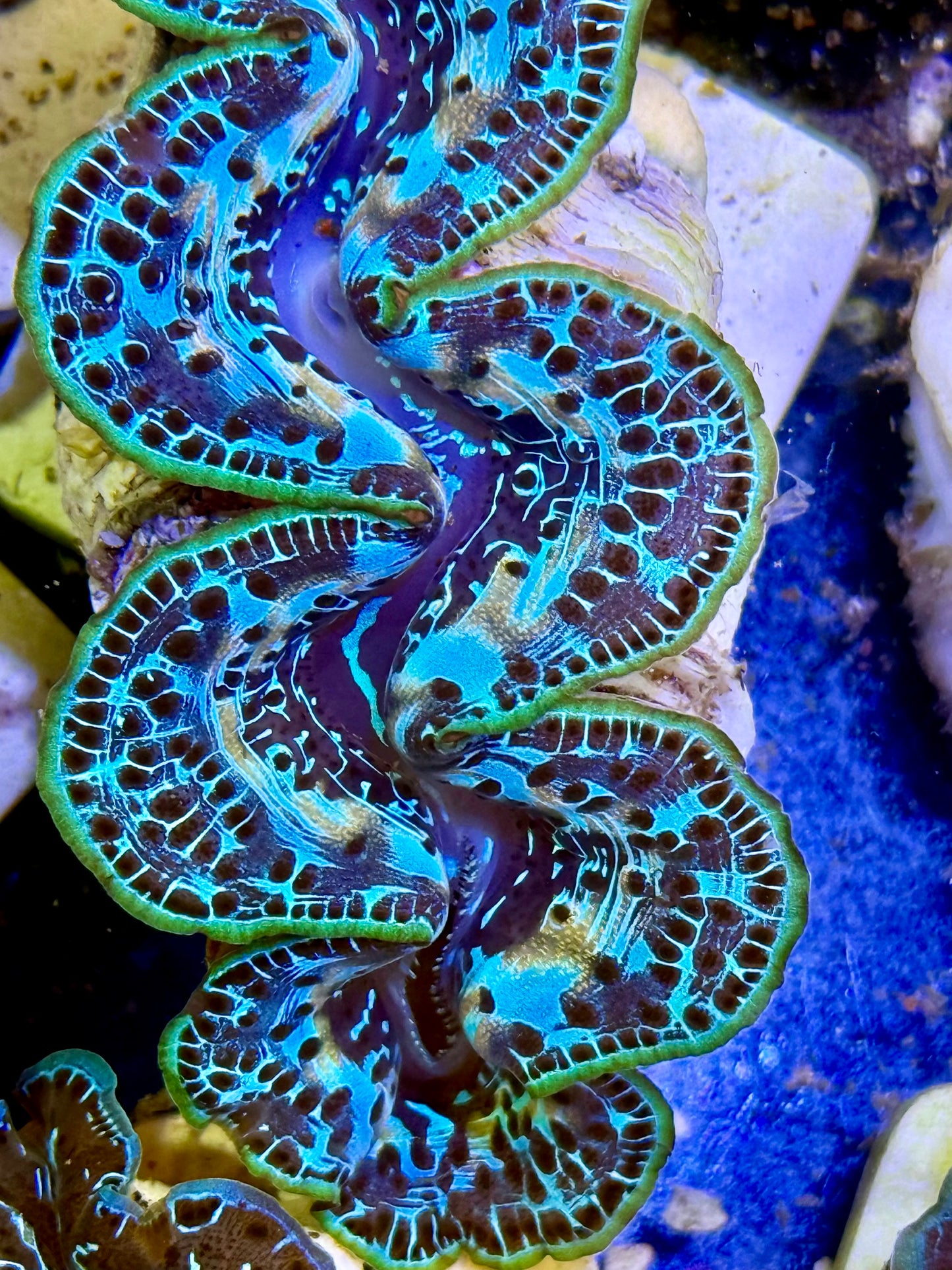 Cultured Maxima Clam 2.5” to 3.5” roses is red violet is blue. I want you, CLAM.