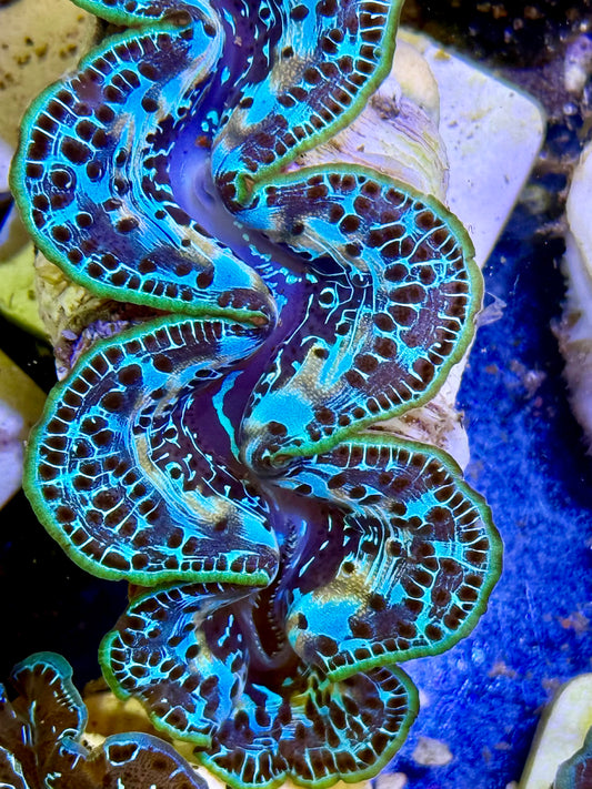 Cultured Maxima Clam 2.5” to 3.5” roses is red violet is blue. I want you, CLAM.