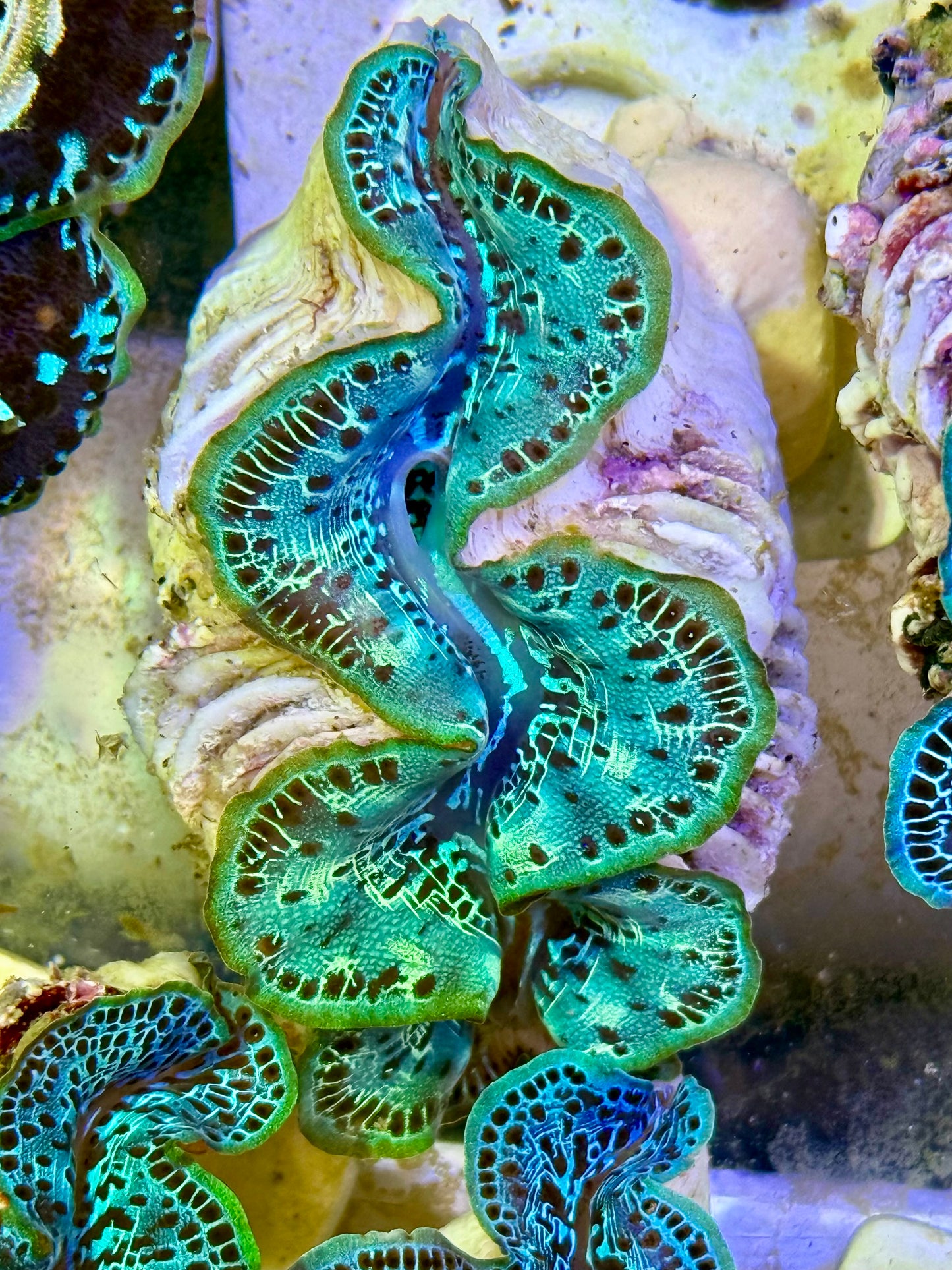 Cultured Maxima Clam 2.5” to 3.5” the green Clam