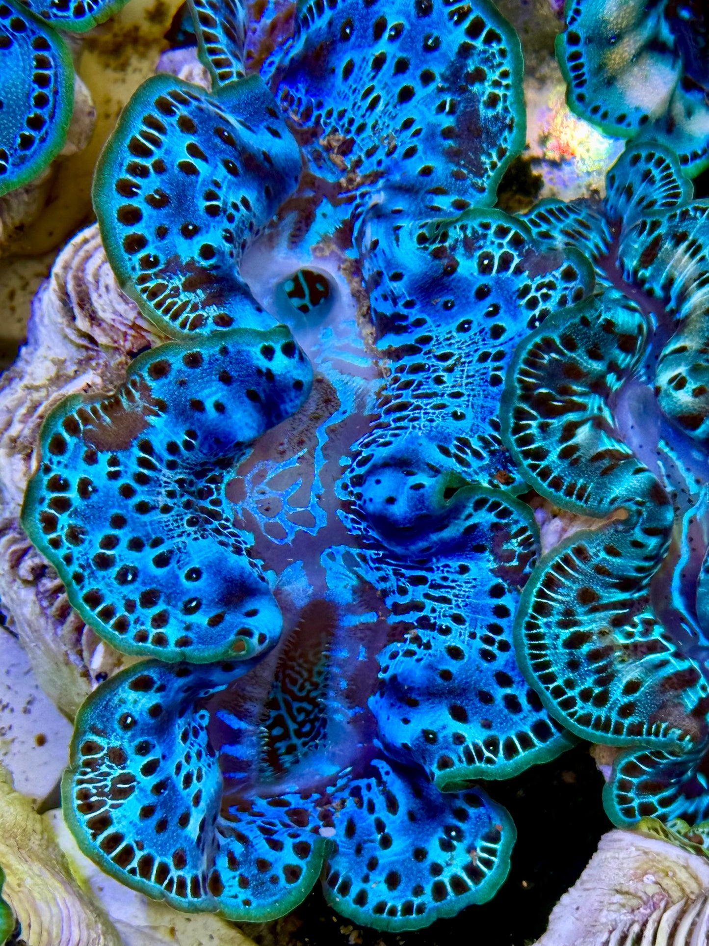 Cultured Maxima Clam 2.5” to 3.5” the Pacific Ocean clam