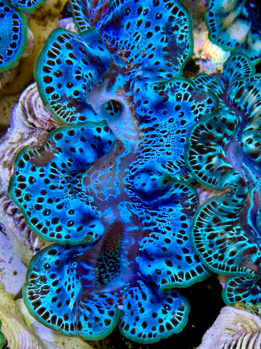 Cultured Maxima Clam 2.5” to 3.5” the Pacific Ocean clam