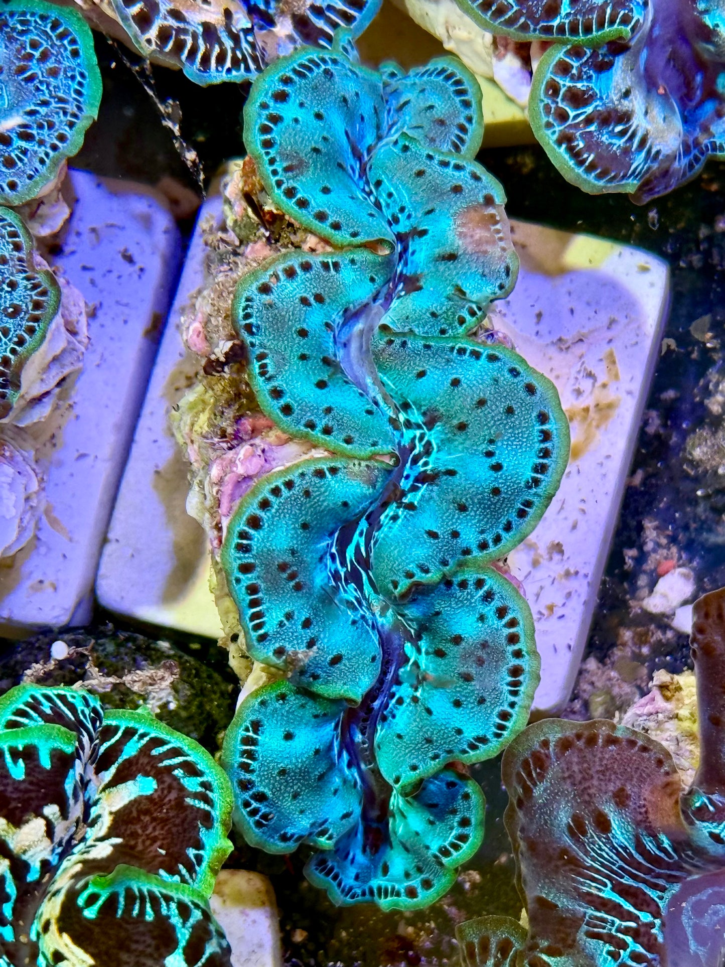 Cultured Maxima Clam 2.5” to 3.5”