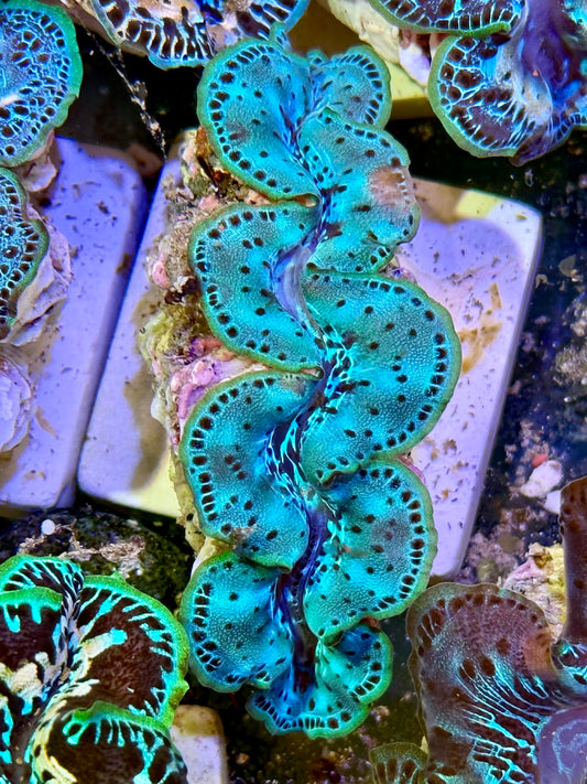 Cultured Maxima Clam 2.5” to 3.5”