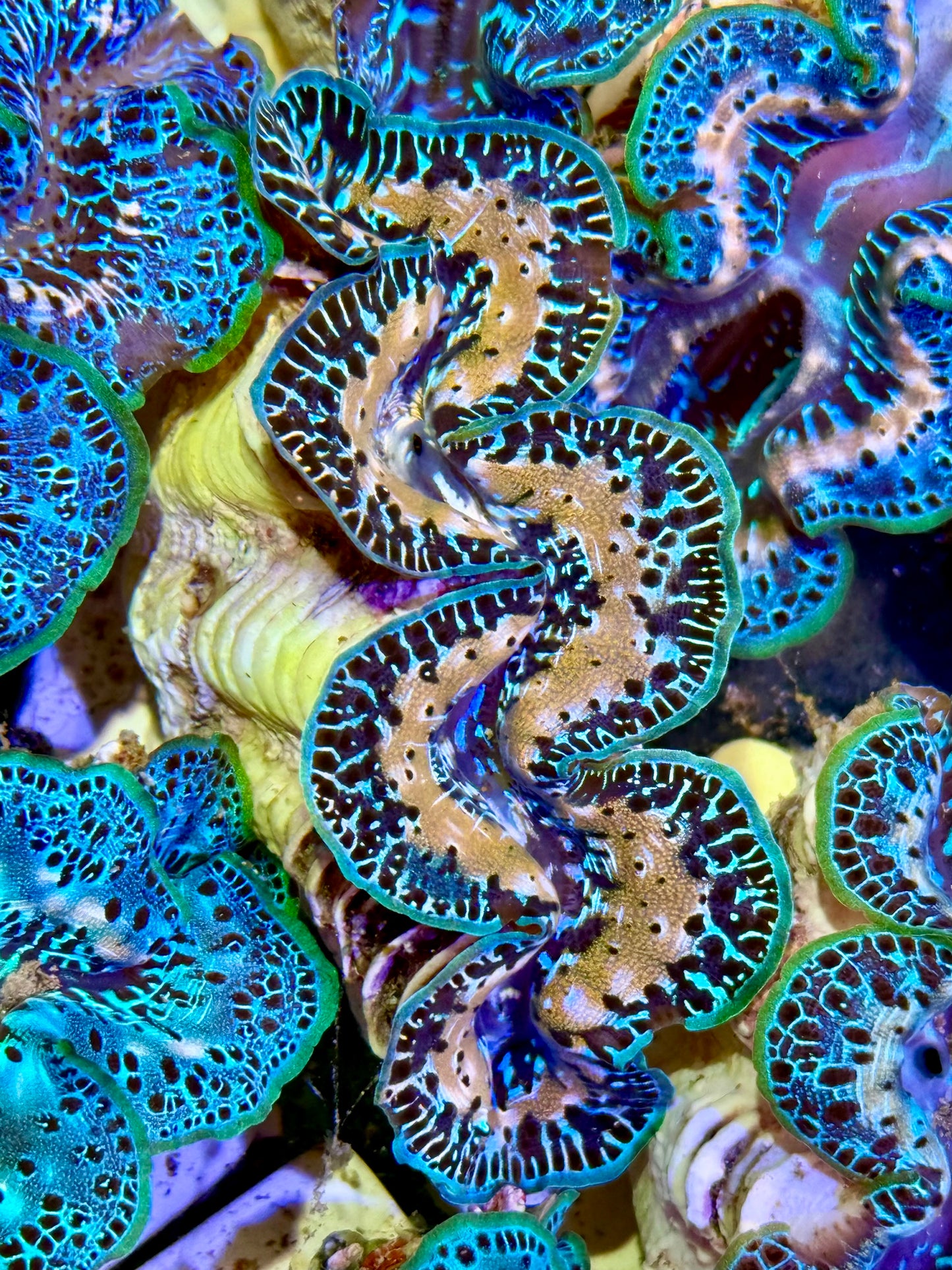 Cultured Maxima Clam 2.5” to 3.5” oh my Lord Clam