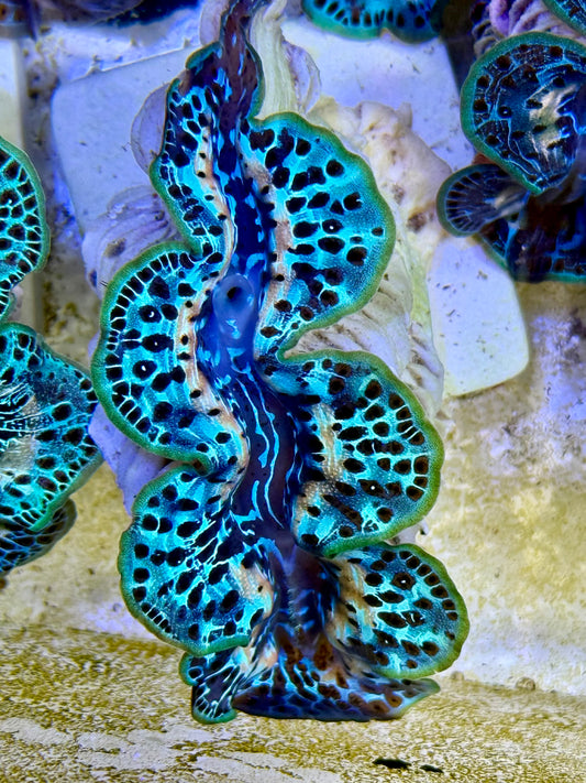 Cultured Maxima Clam 2.5” to 3.5” I see you in my dreams Clam