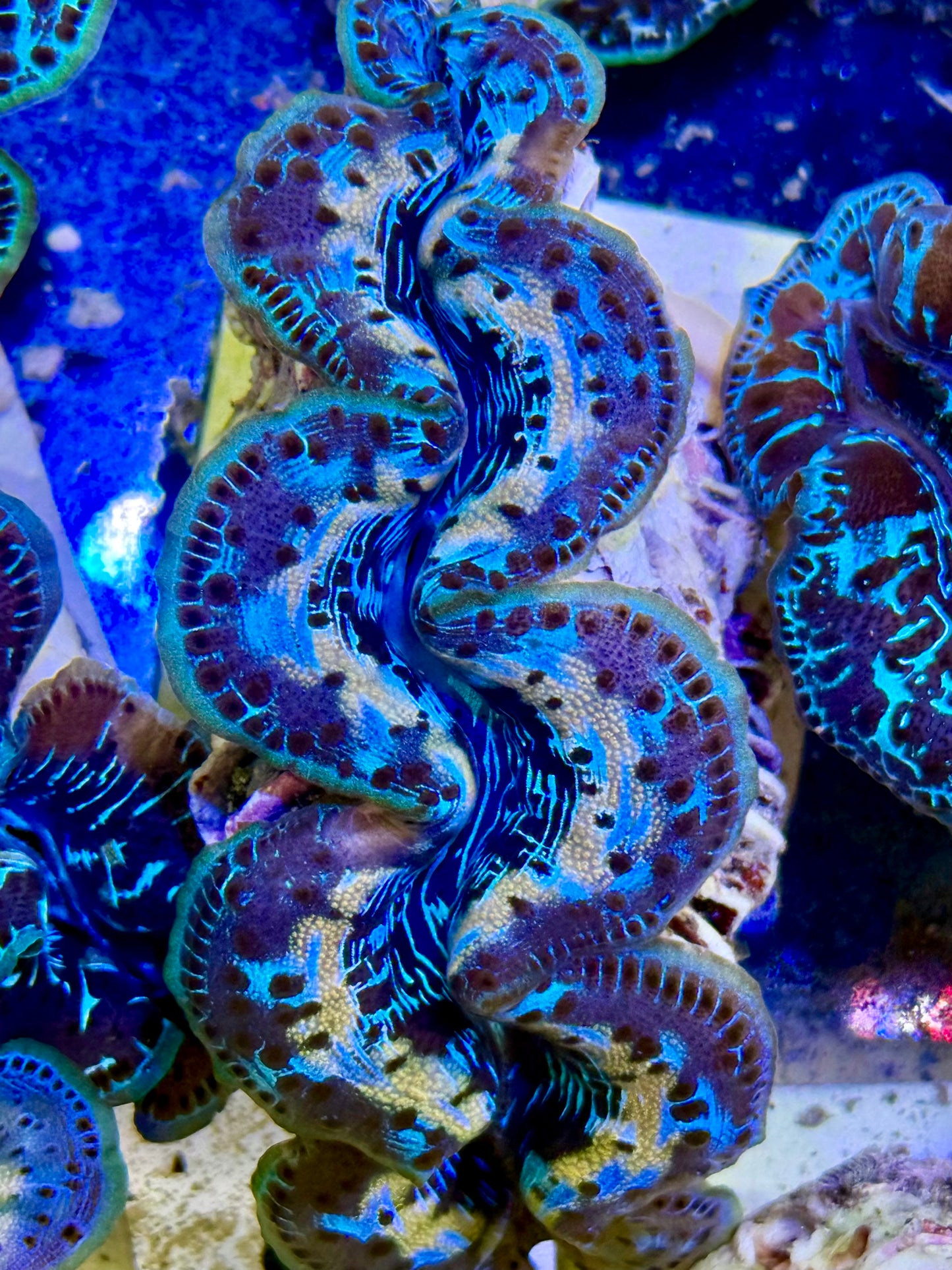 Cultured Maxima Clam 2.5” to 3.5” look into my eyes, Clam
