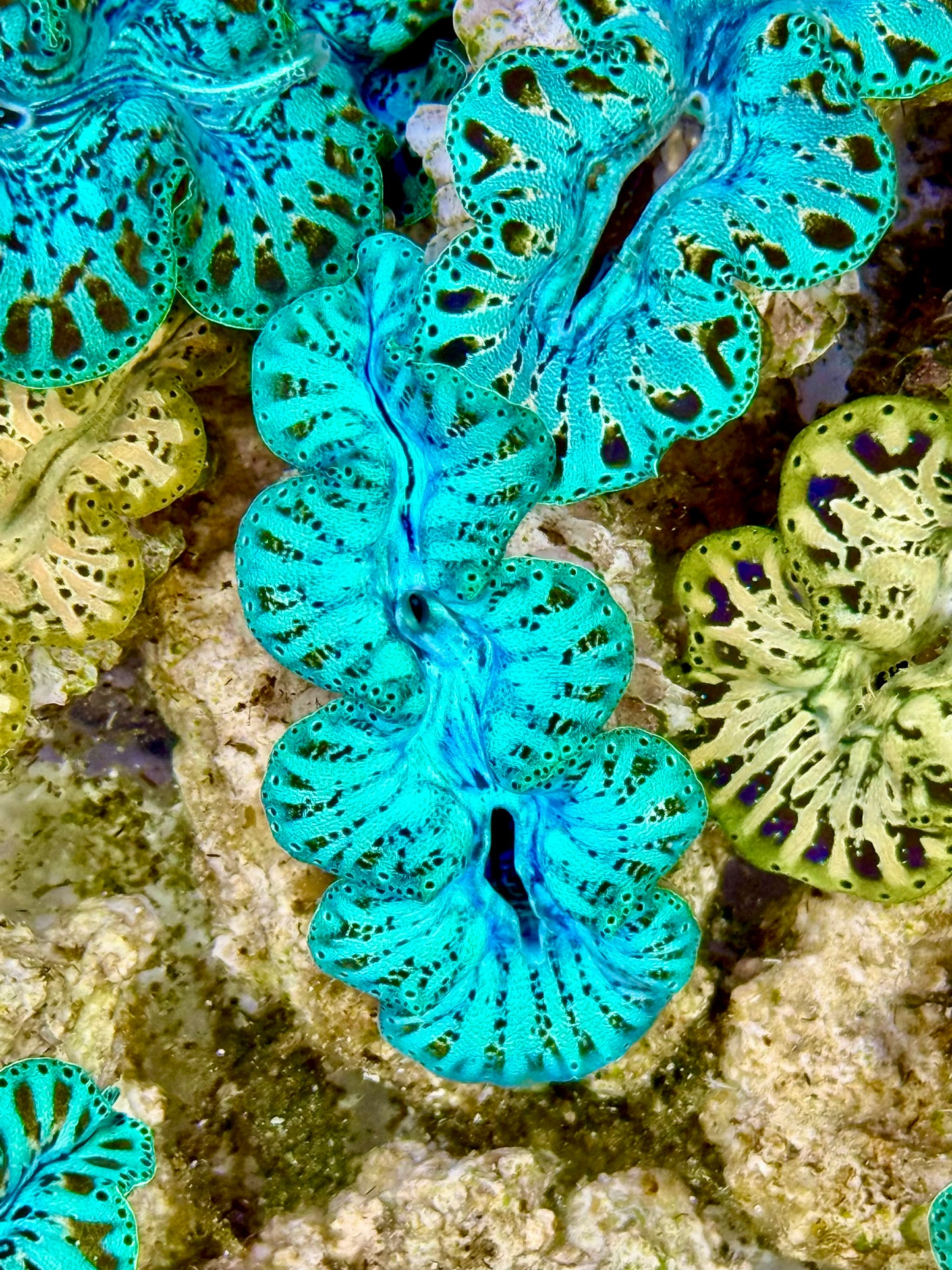 Ultra Captive Neon turquoise Bred Noae Clam 2” to 2.5" inches (formally known as maxima clam)