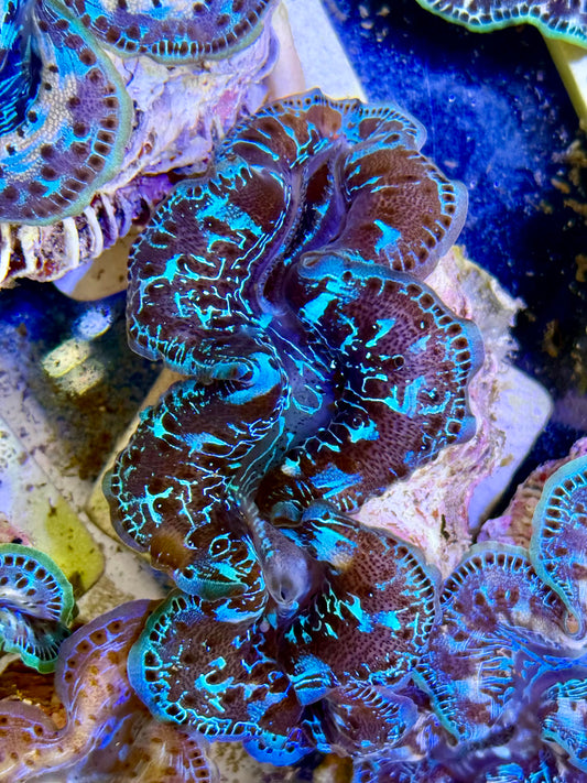Cultured Maxima Clam 2.5” to 3.5” Basic clam
