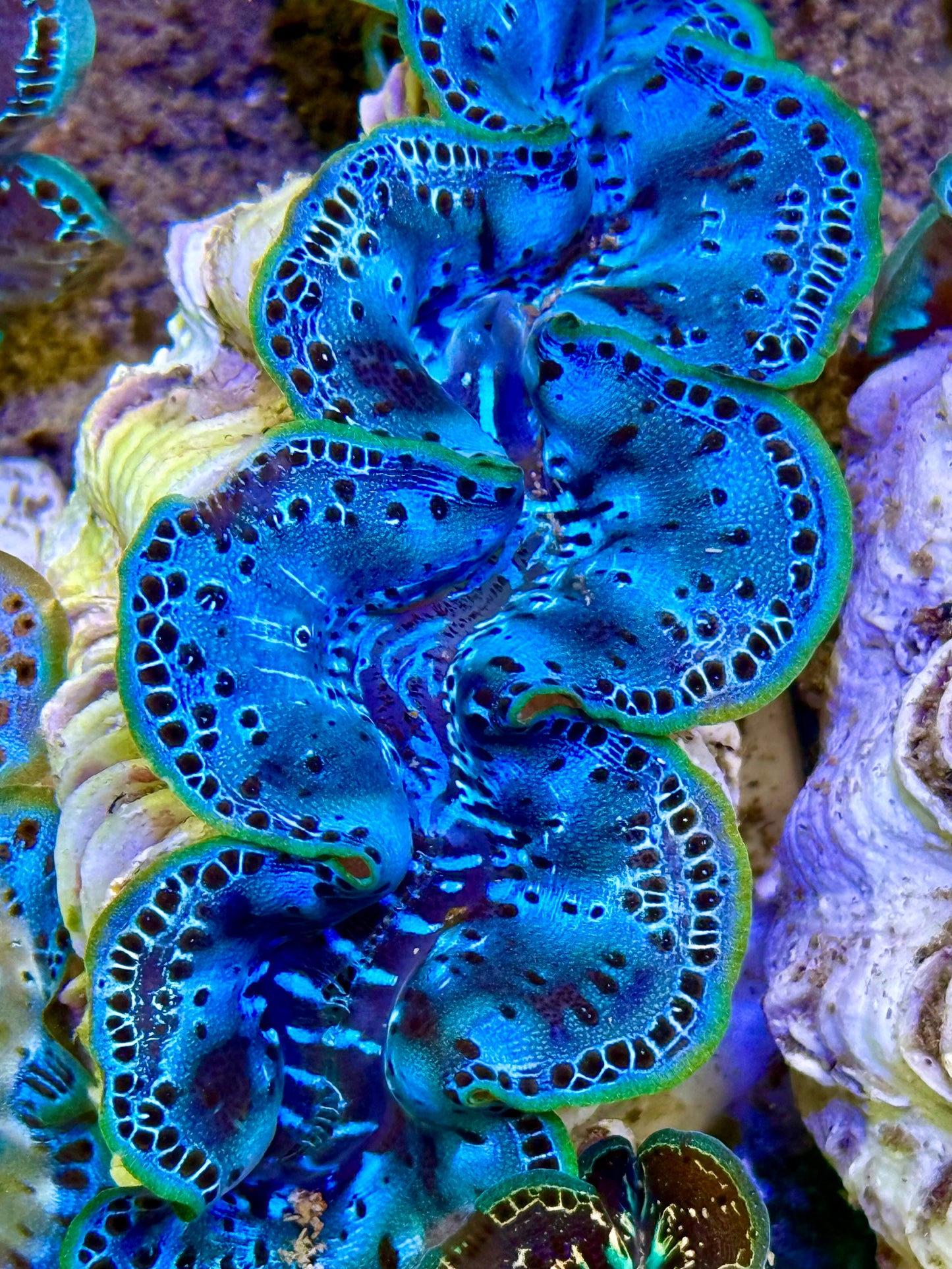 Cultured Maxima Clam 2.5” to 3.5” I'm not sharing Clam