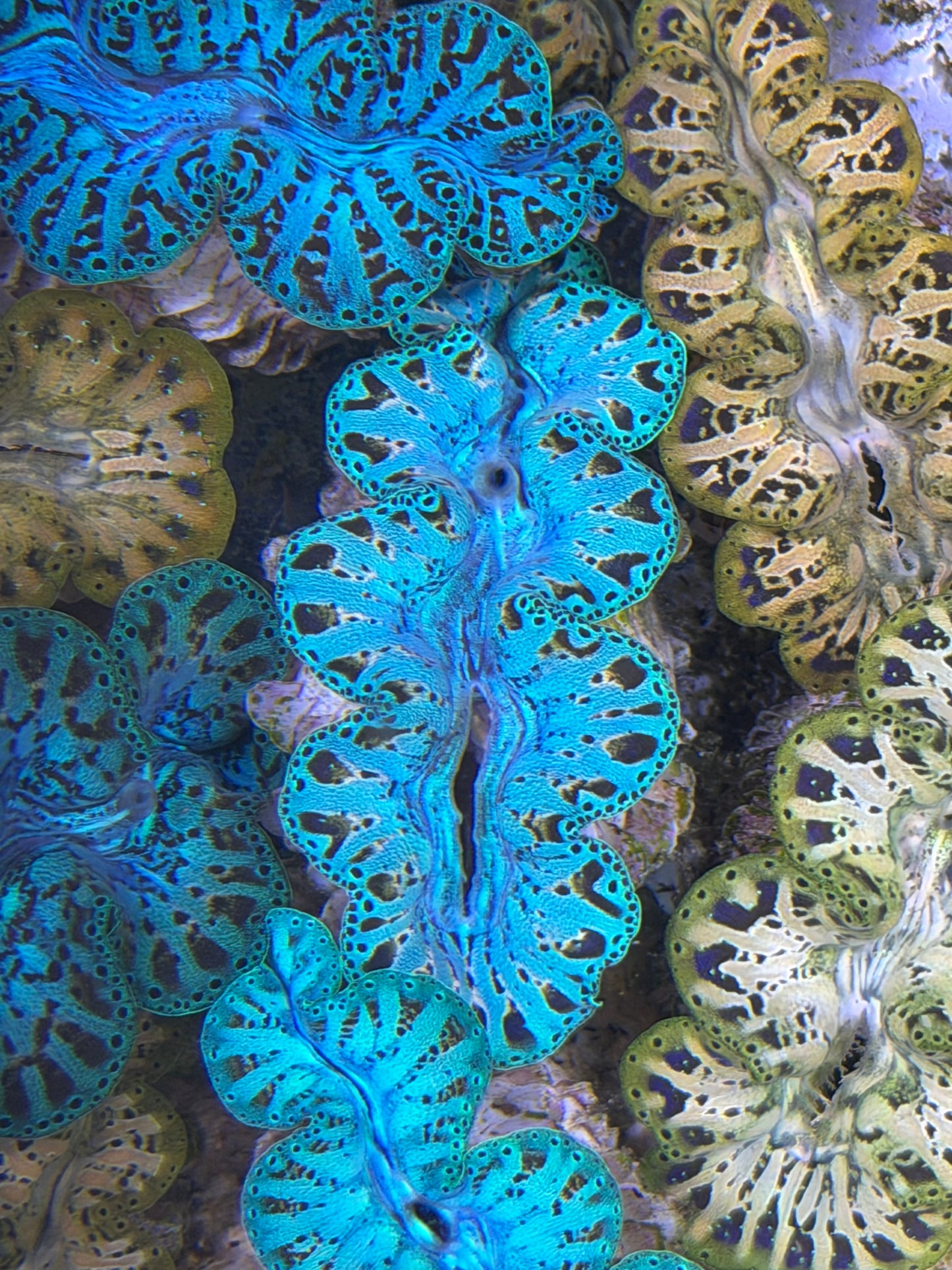 Ultra Captive Bred Noae Clam 2” to 2.5" inches with gorgeous red dots