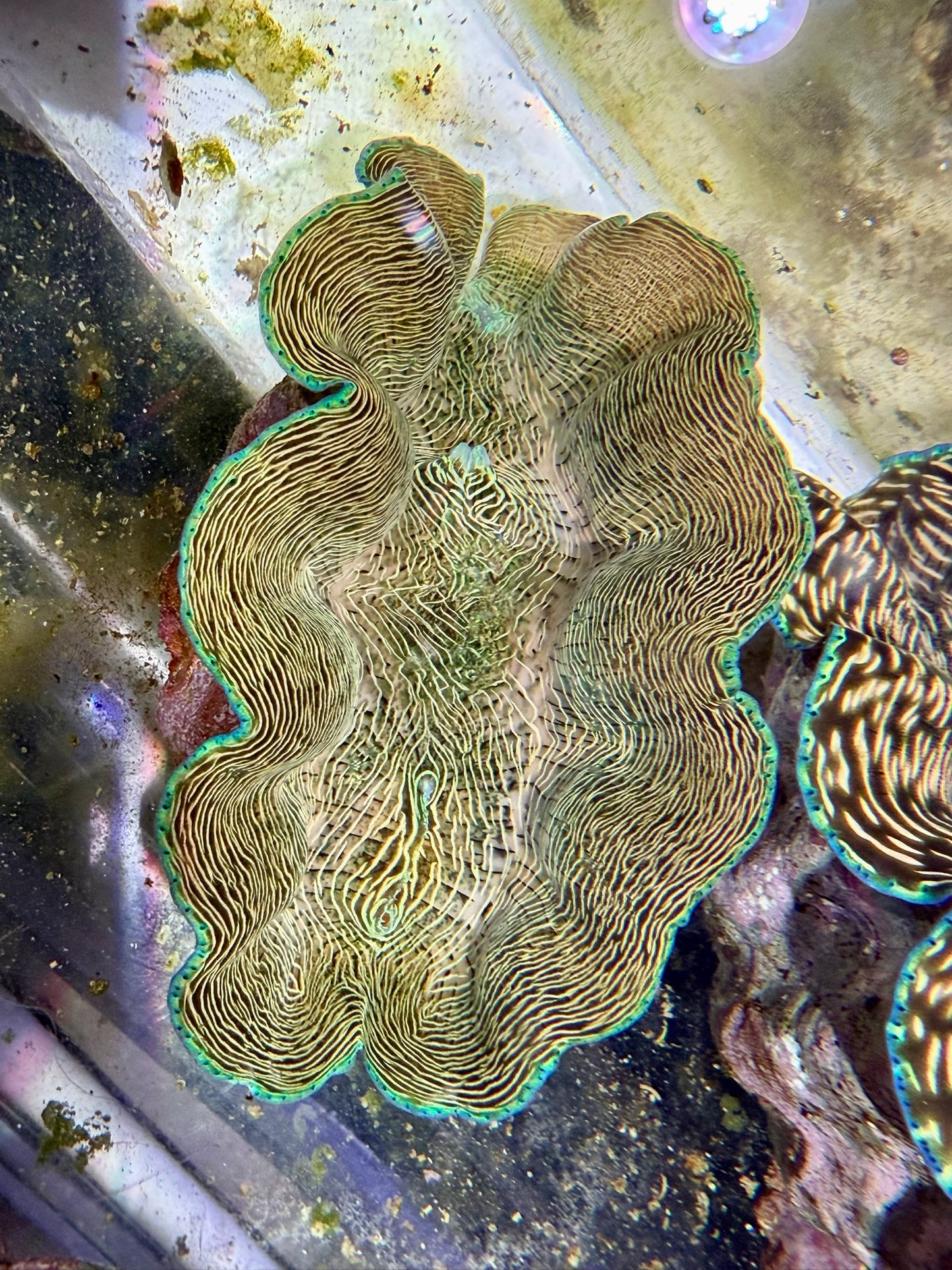 Derasa around 5 inches