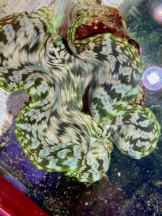 Squamosa around 12 inches