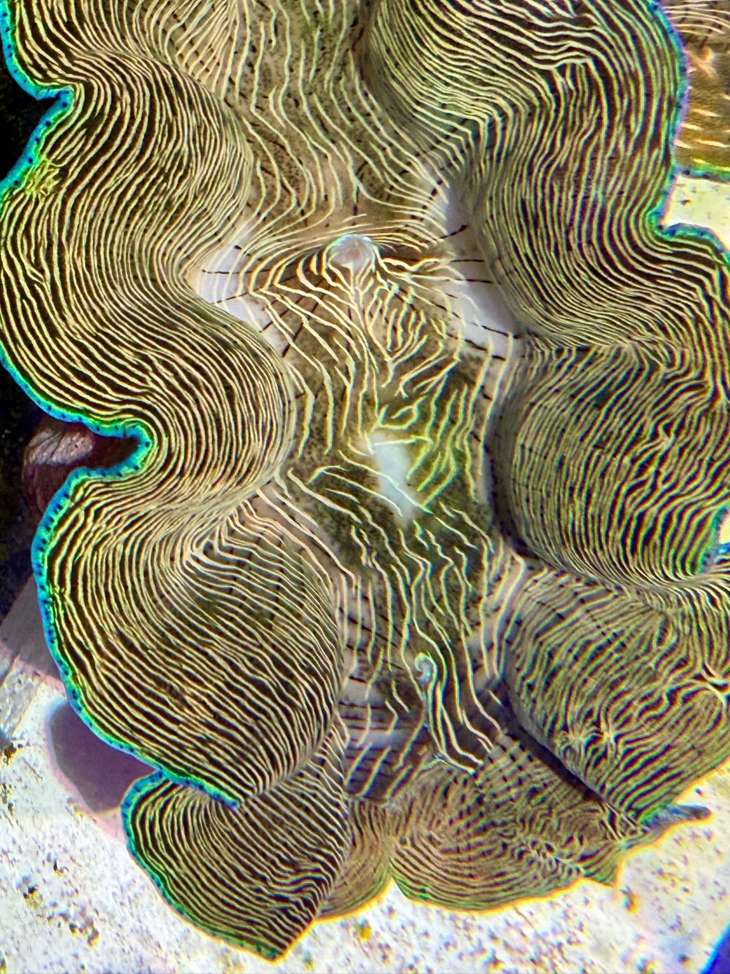 Derasa around 6.5 inches