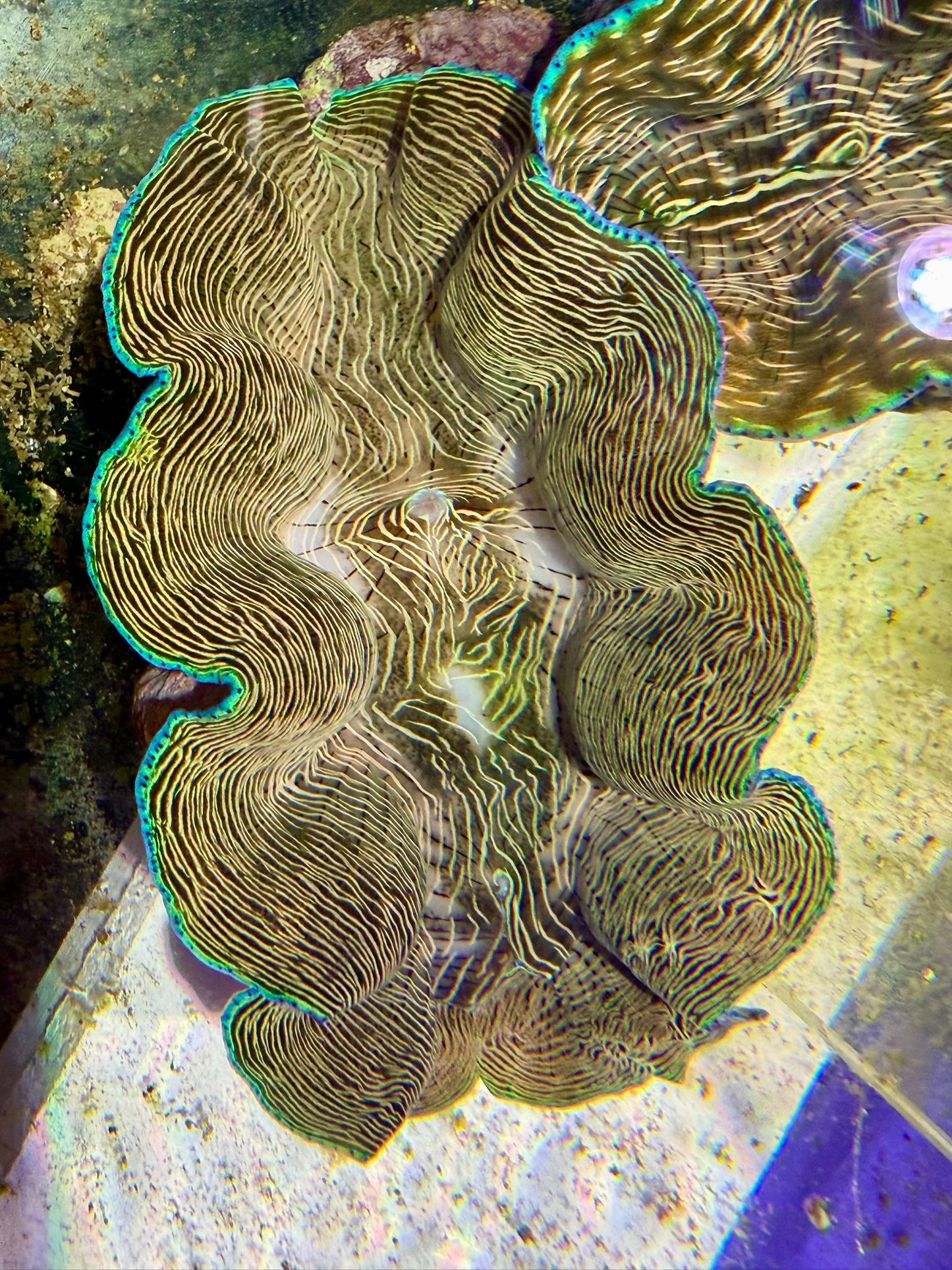 Derasa around 6.5 inches