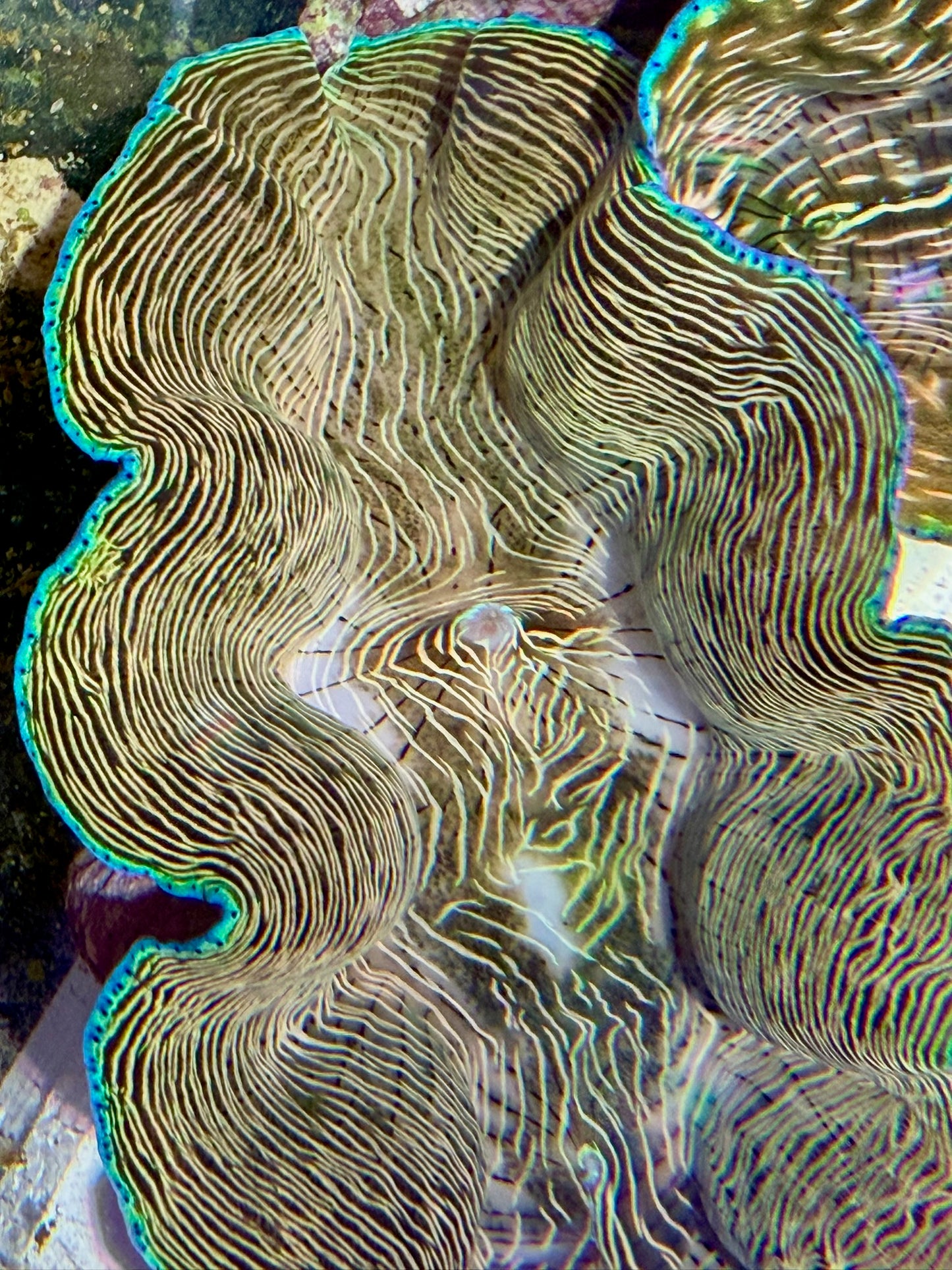Derasa around 6.5 inches