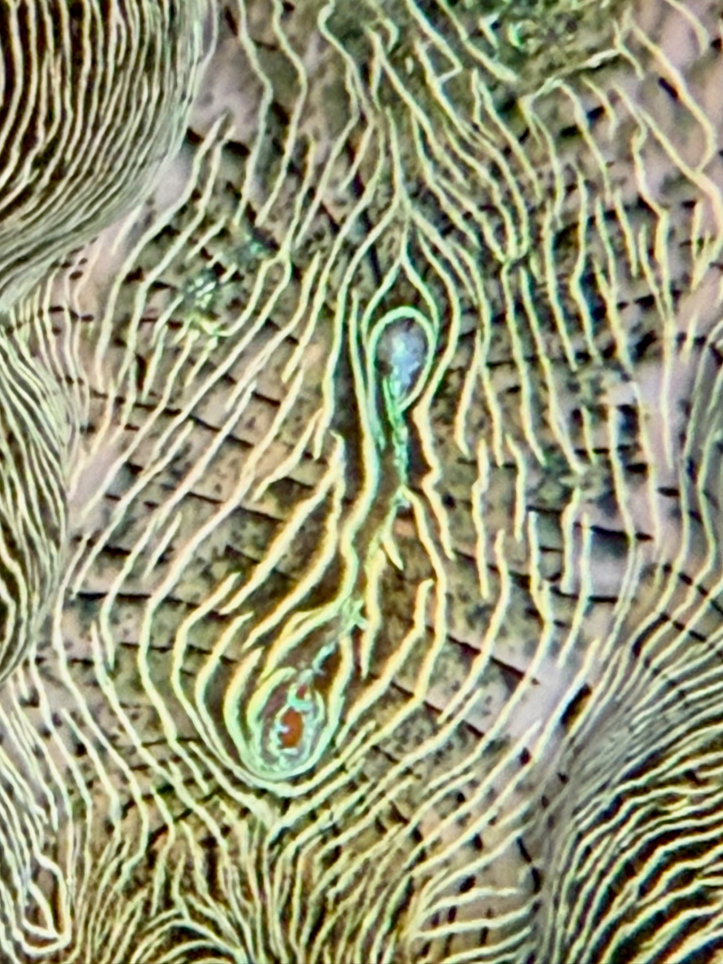 Derasa around 5 inches