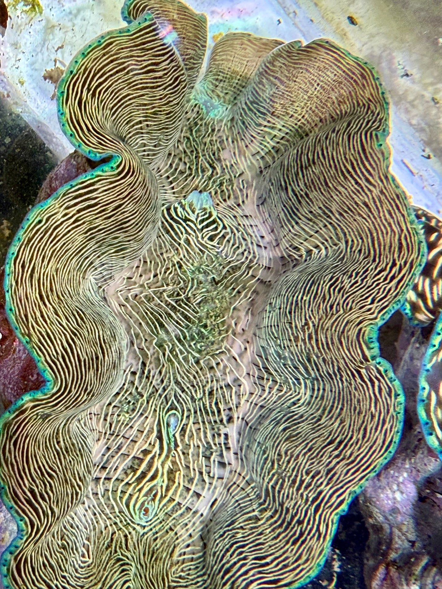 Derasa around 5 inches