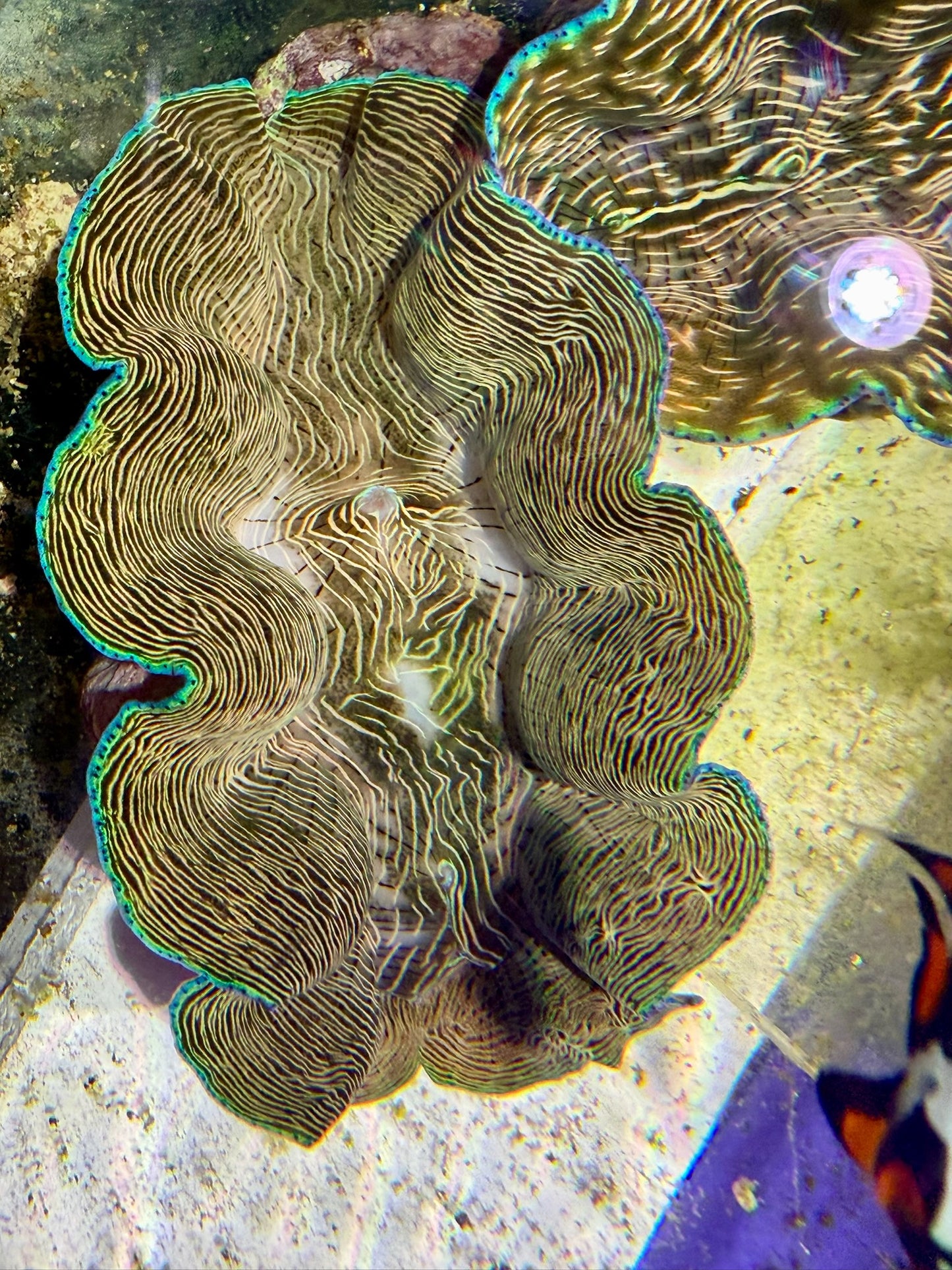 Derasa around 6.5 inches
