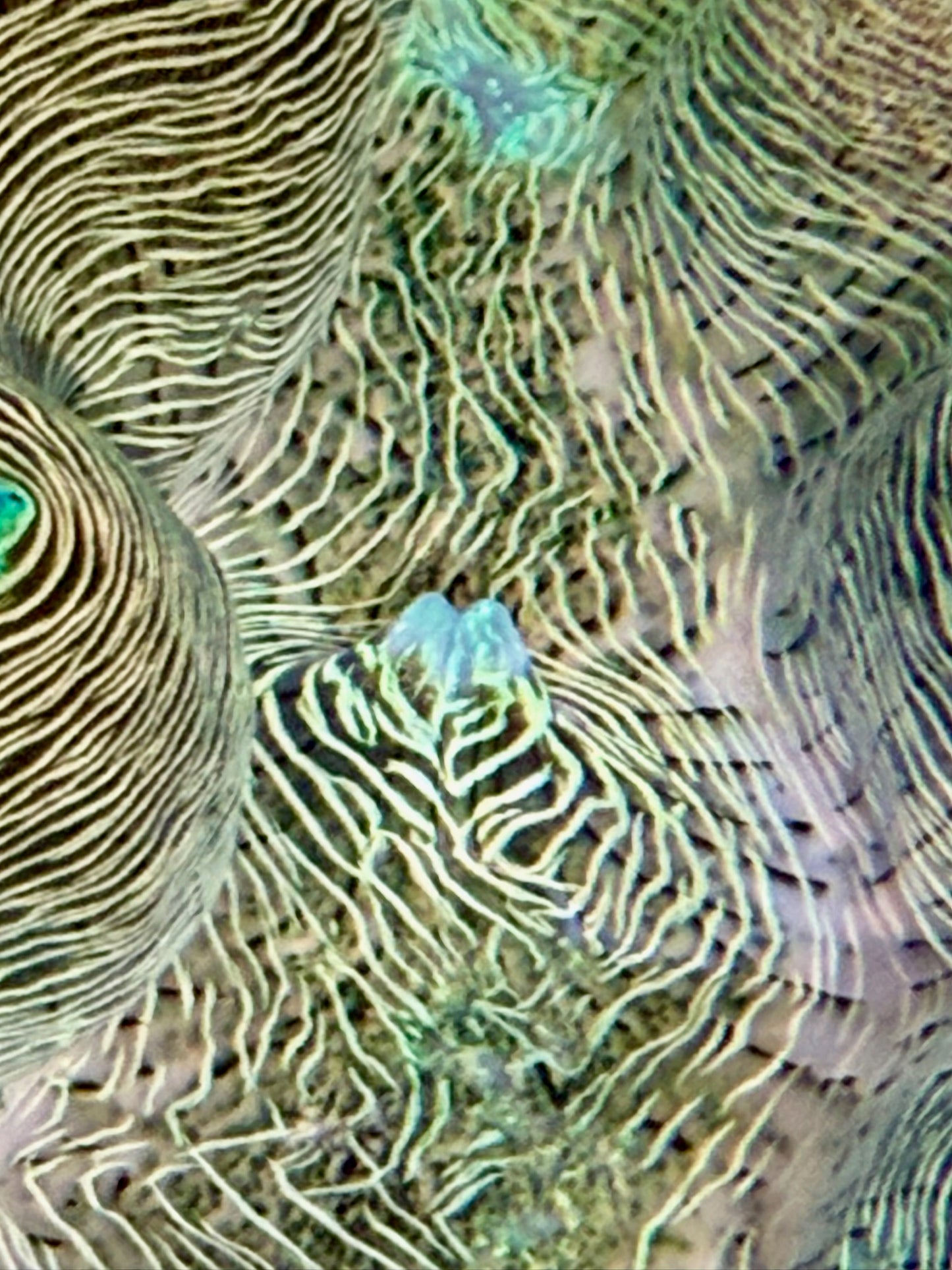 Derasa around 5 inches