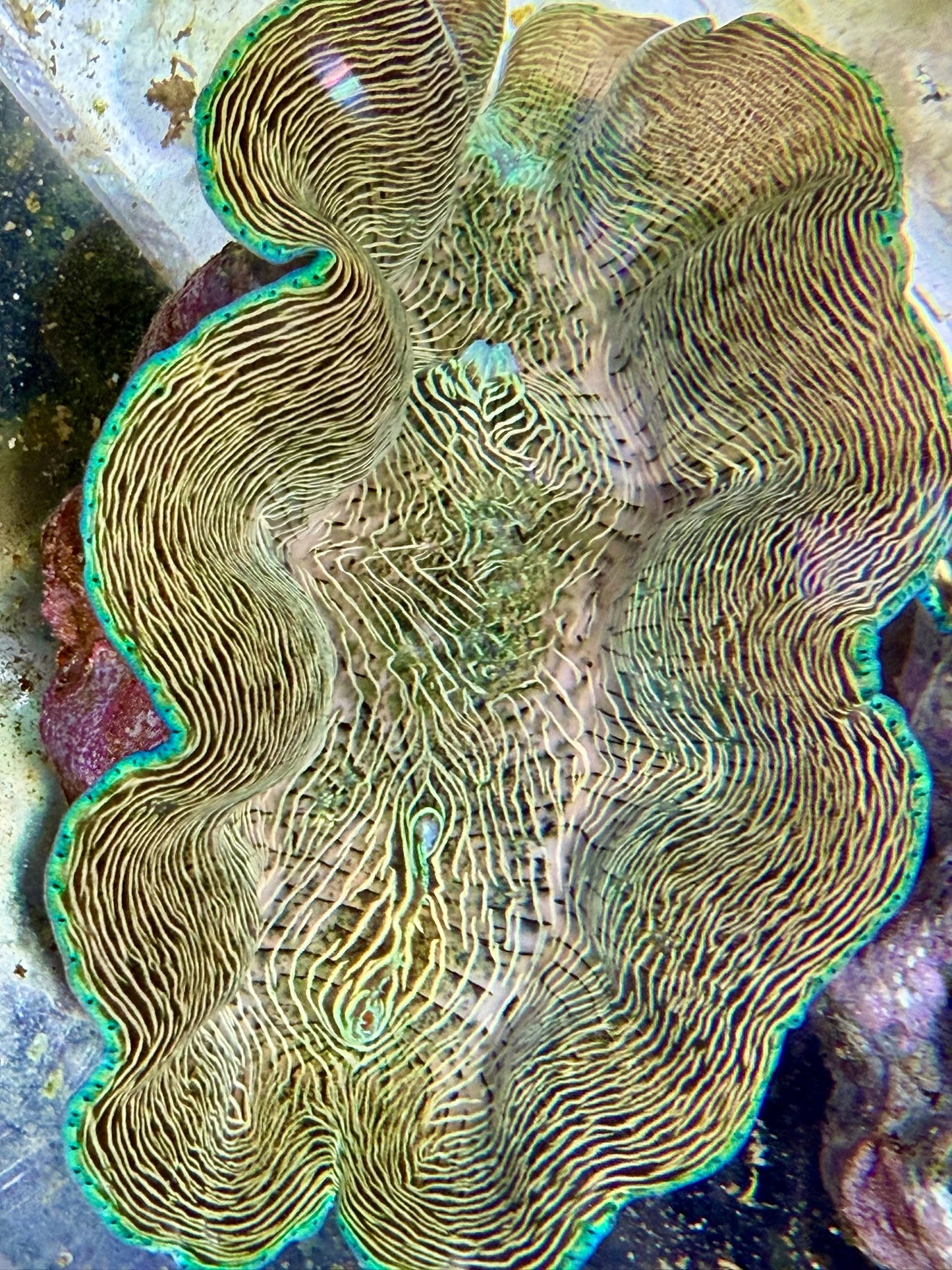 Derasa around 5 inches
