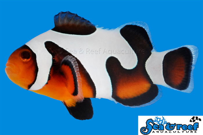 MochaVinci Clownfish Grade A