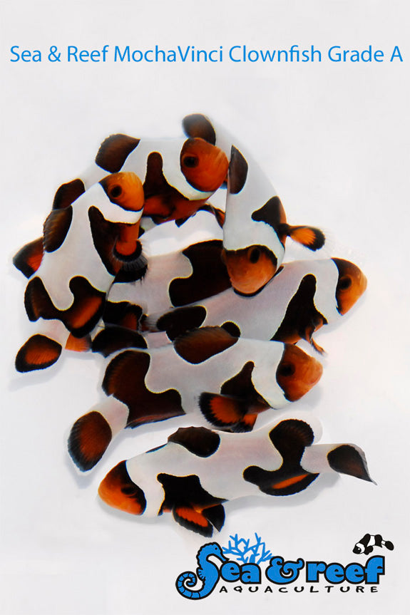 MochaVinci Clownfish Grade A