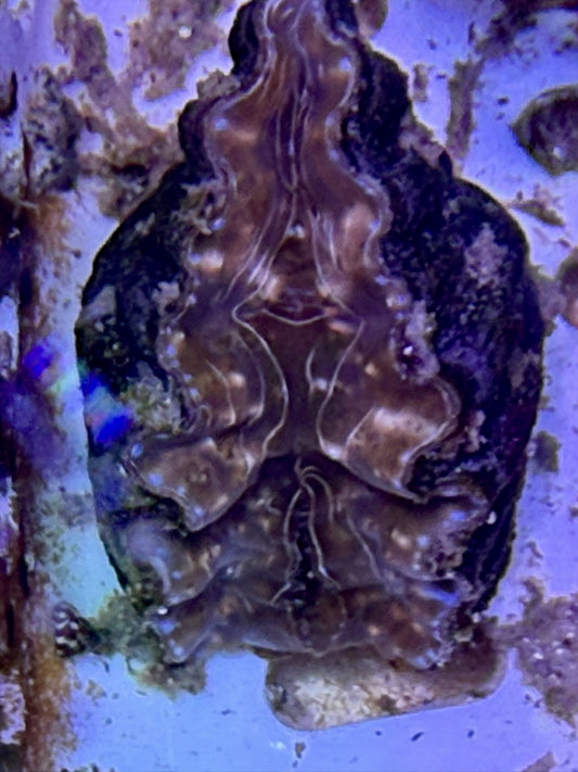 Hippopus