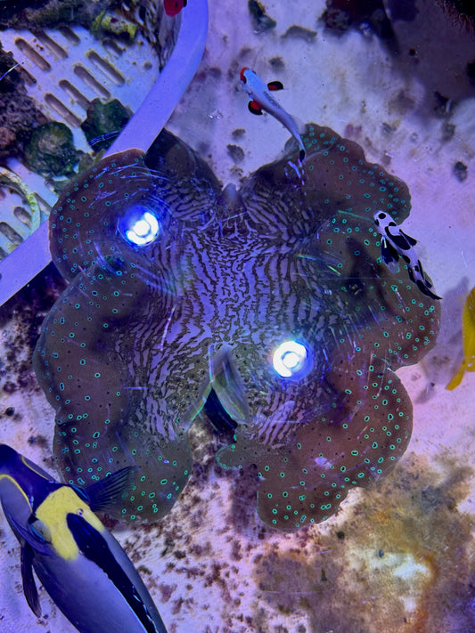 Gorgeous Gigas Clam XL approximate sizes 10" to 12" inches
