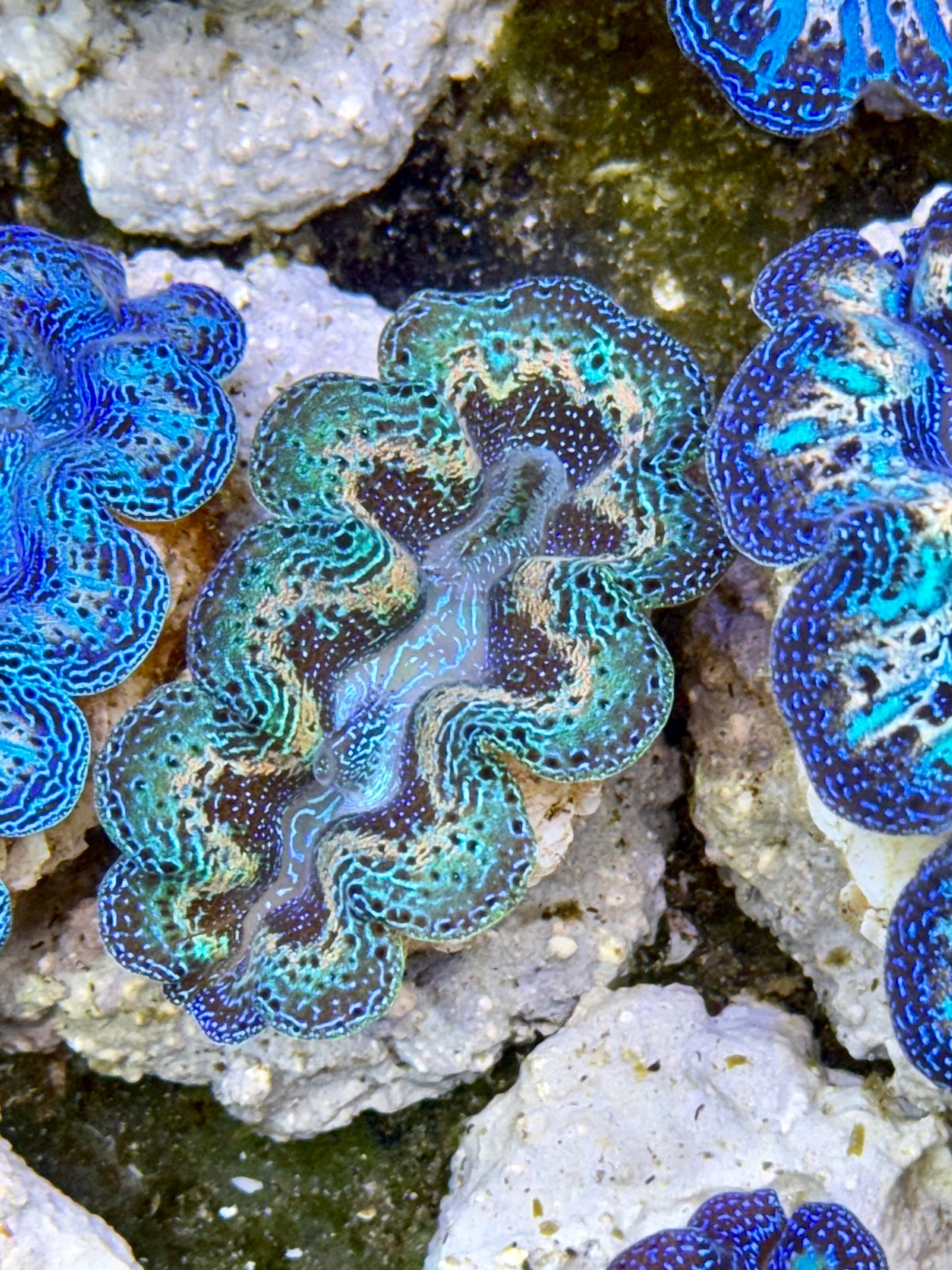 2 set of Ultra Rainbow Blue Clam and Green Crocea Clam Captive Bred