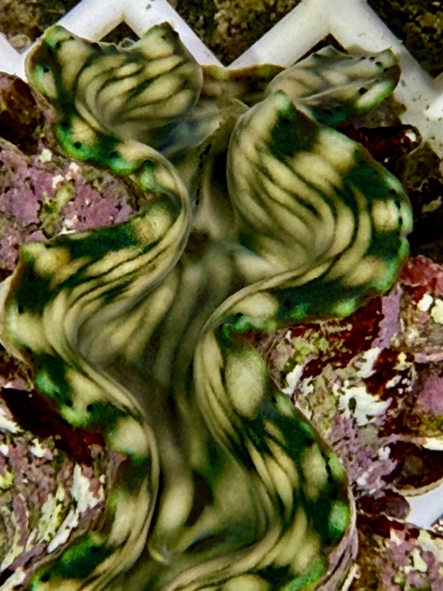 Squamosa B1 #8