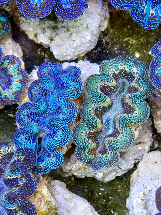 2 set of Ultra Rainbow Blue Clam and Green Crocea Clam Captive Bred