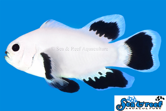 Longfin Snow Storm Clownfish