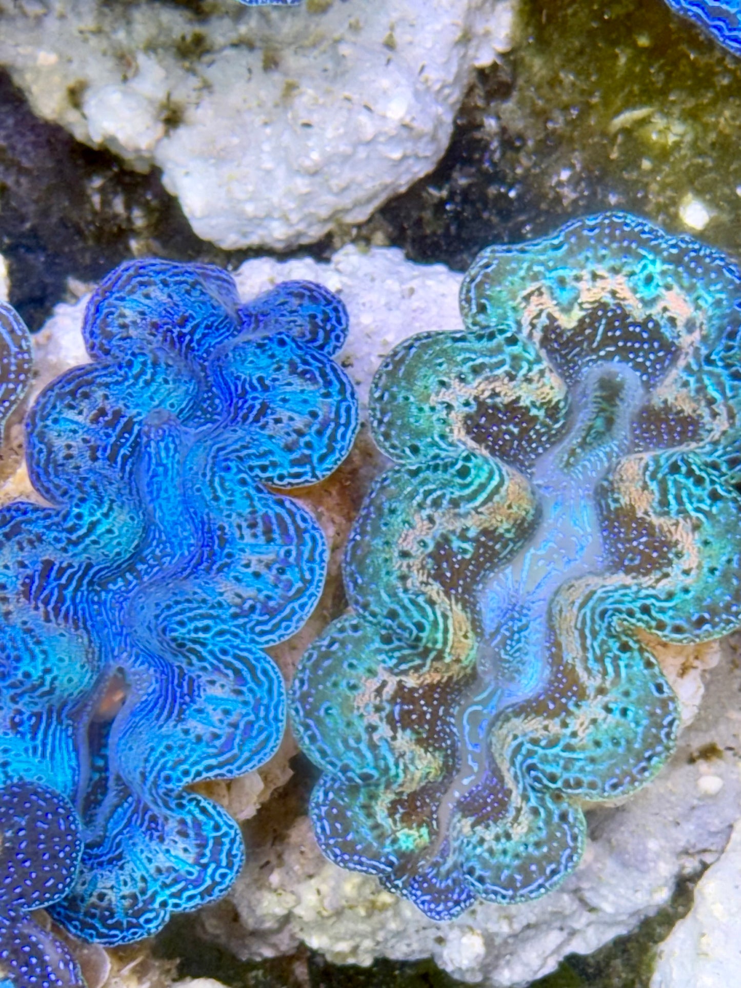 2 set of Ultra Rainbow Blue Clam and Green Crocea Clam Captive Bred