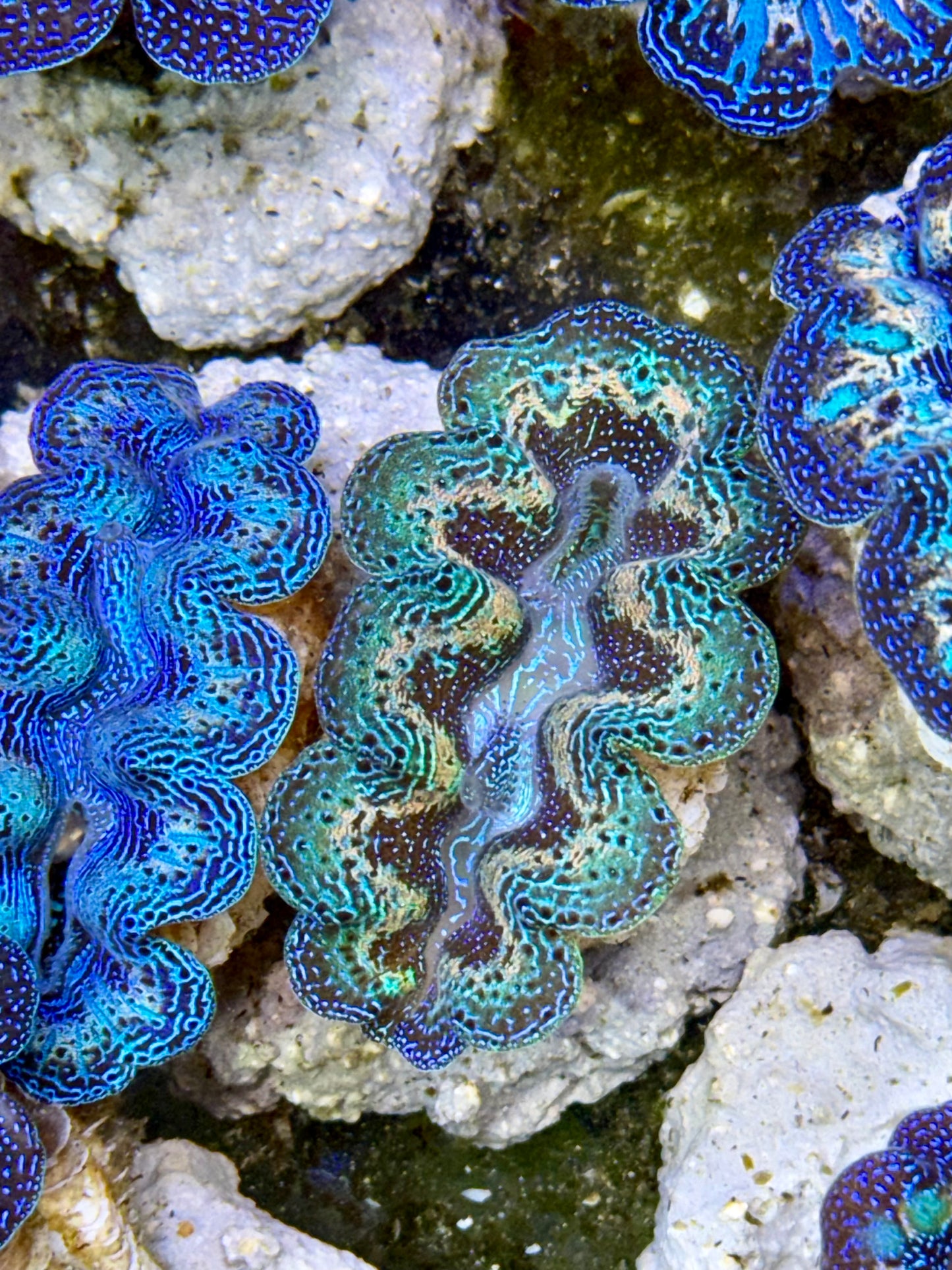 2 set of Ultra Rainbow Blue Clam and Green Crocea Clam Captive Bred