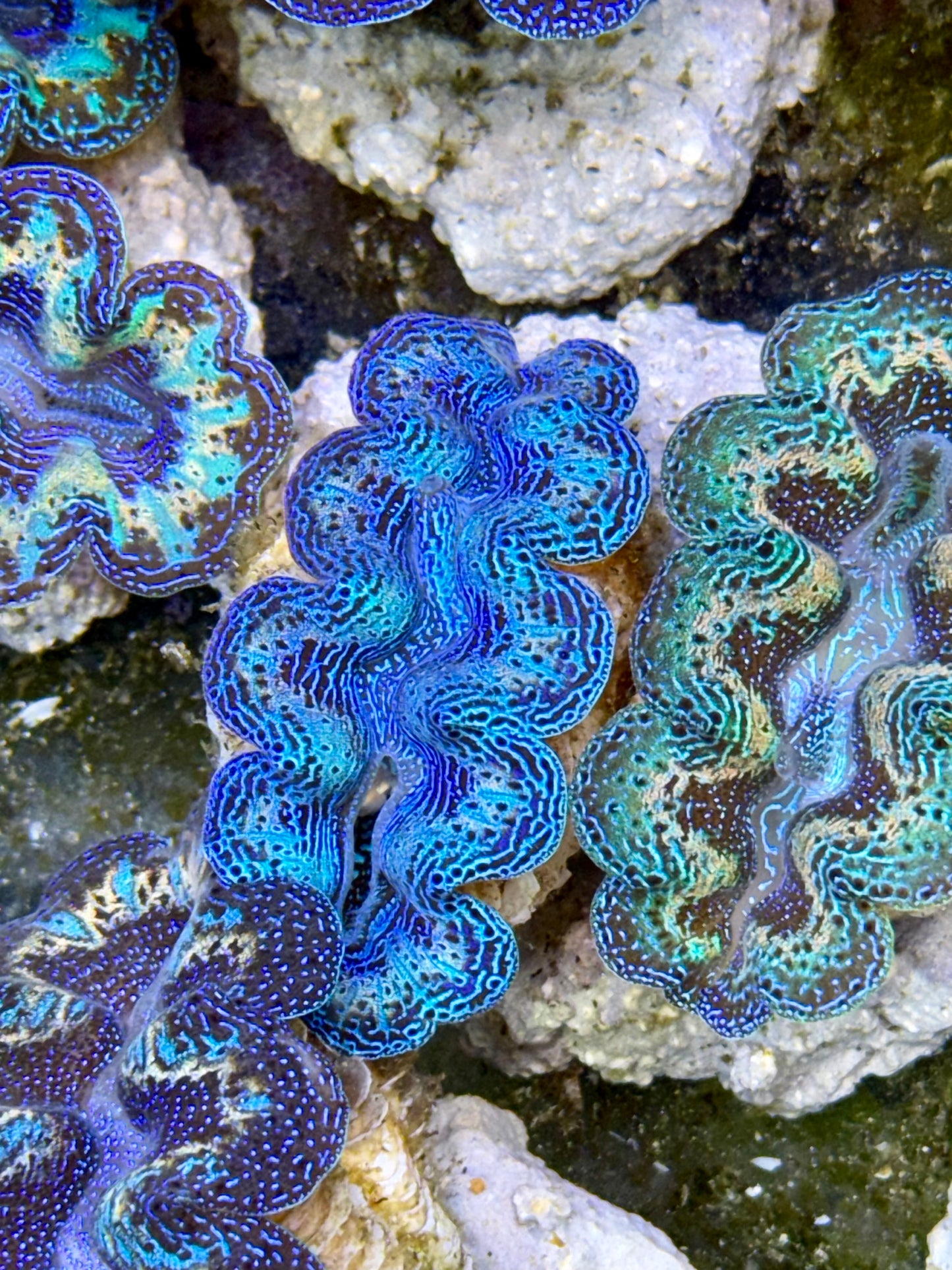 2 set of Ultra Rainbow Blue Clam and Green Crocea Clam Captive Bred